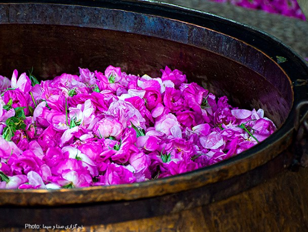 بررسی مقدماتی برخی اثرات توکسیک احتمالی گل گلاب